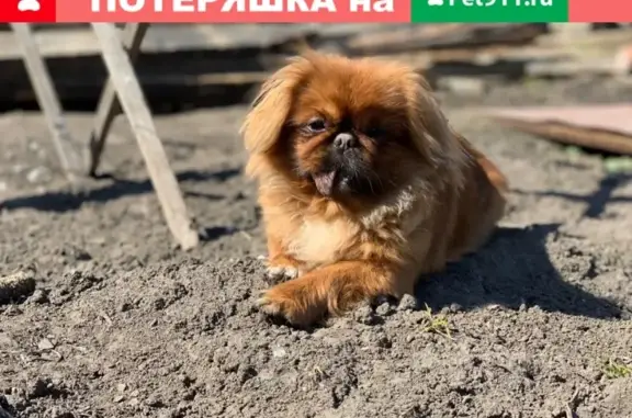 Пропала собака в Новосибирске, вознаграждение 5 тысяч рублей
