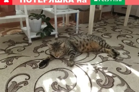 Пропала кошка в пос. Арбаж, Кировская обл.