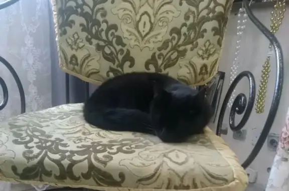 Найдена чёрная кошка на К. Мяготина 58 https://vk.com/motyas