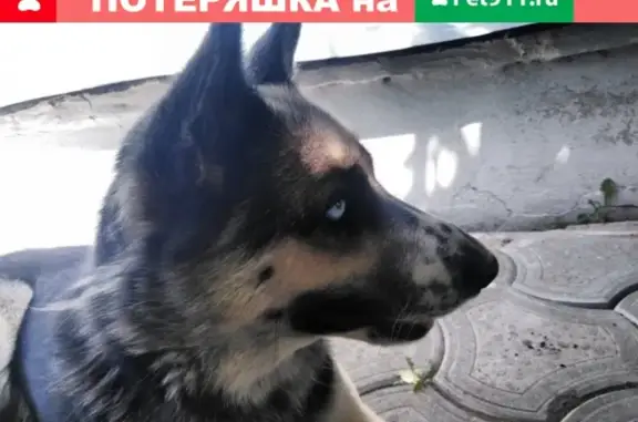 Найдена собака в Балашове, не агрессивная