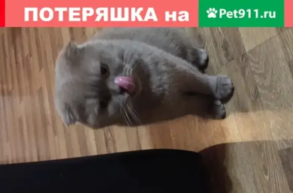 Пропала кошка фавн-бежевого цвета в Москве, 3 года