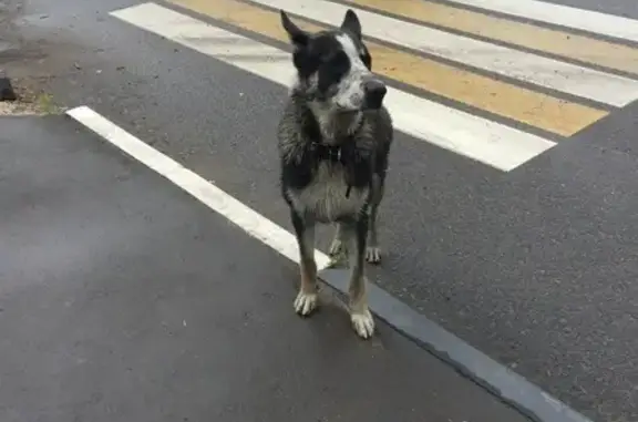 Найдена собака в Черкизово, бегущая в сторону Пушкино