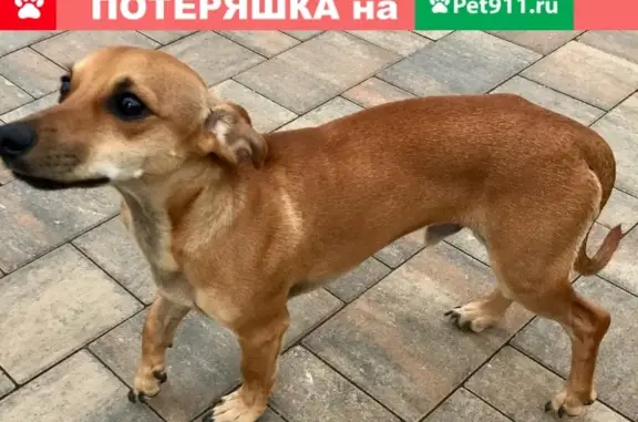 Собака найдена в Химках, ул. 1-я Лесная