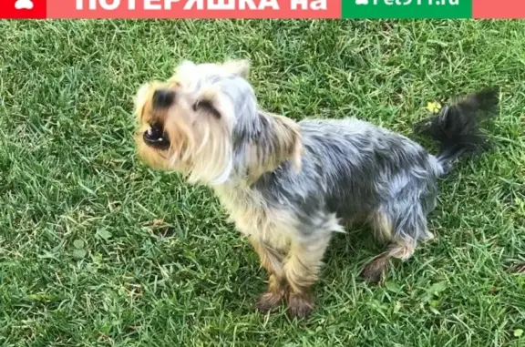Собака найдена в Казани: Йокшерский терьер.