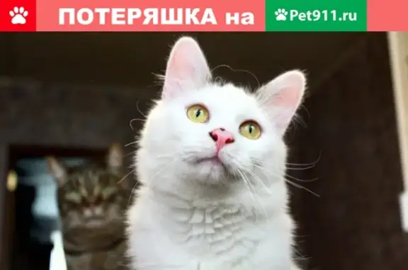 Степа - безобидный котик ищет дом в Пушкино