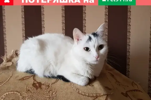Кошки потеряшки, Новосибирск, фото: Потеряшка кошка в Горском микрорайоне, адрес: Горский мкрн 86, зовут Кася.