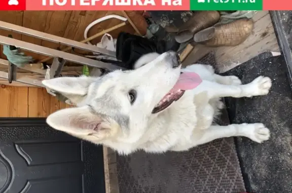 Найдена собака в Песочном, СПб: белая с чёрными пятнами.