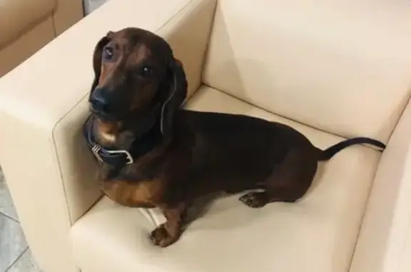 Потерянные животные Сургут, фото: Пропала собака в Сургуте - Принц