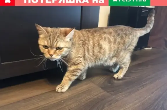Найдена кошка возле Михаила Сперанского, 19.