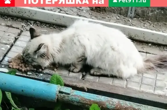 Найдена кошка в Николаевске-на-Амуре