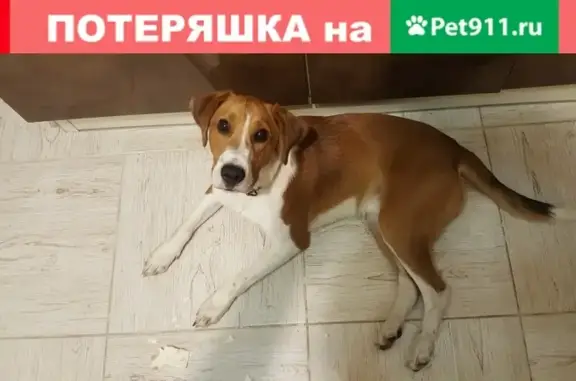 Найден пес возле гостиницы в Подольске