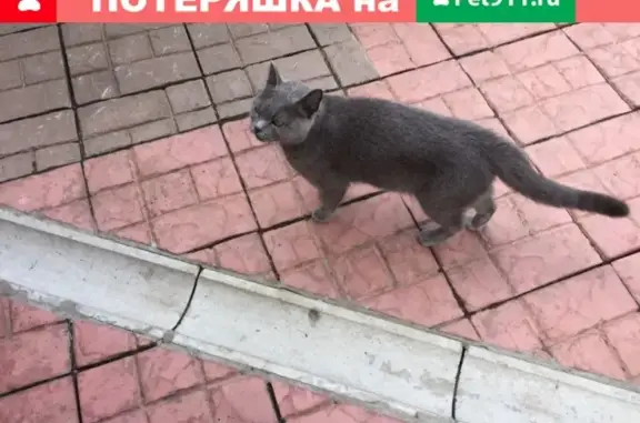 Найдена серая кошка на бульваре Ногина, Тверь