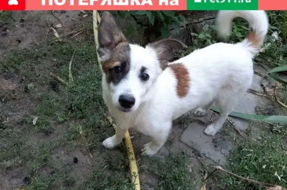 Найдена собака в Волжском, Волгоград, ищем хозяина #приютСамыеСвятыенаЗемле