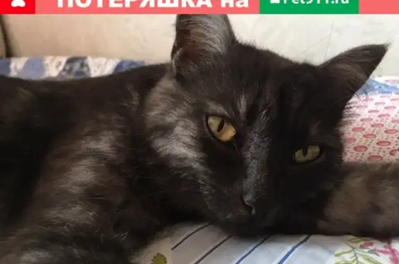Найдена кошка на Кирова 57