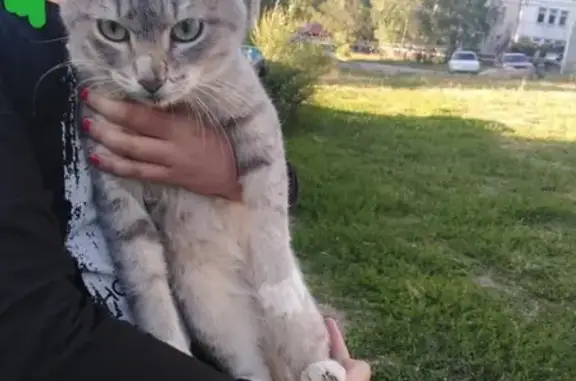 Найден домашний кот в Ульяновске