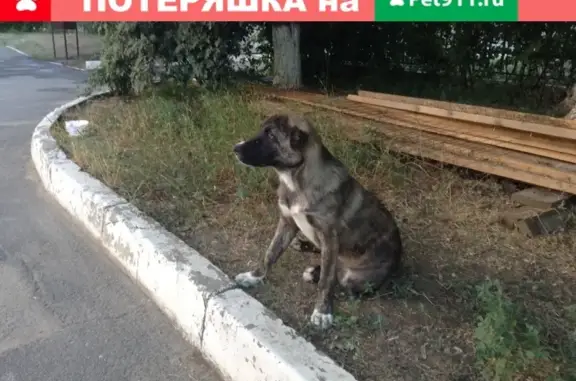 Найден щенок метиса среднеазиатской овчарки в Волгодонске
