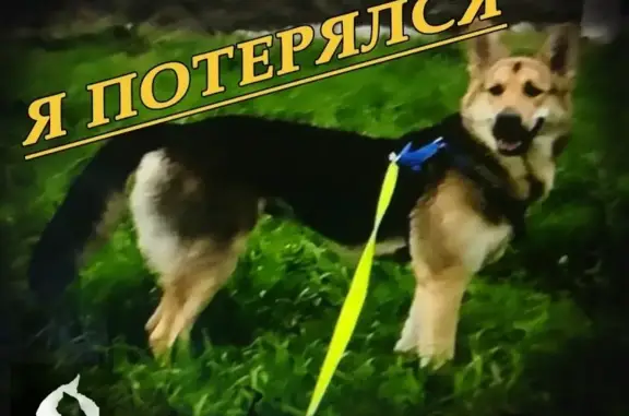Пропала собака Уна в Нижневартовске!