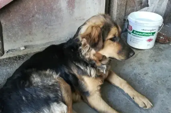 Найдена добрая собака на улице Арцыбушевская в Самаре