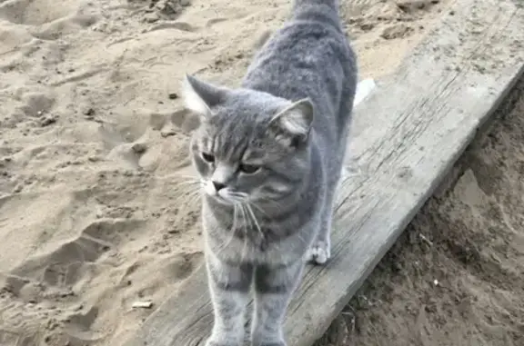 Кошки потеряшки, Кяхта, фото: Потеряшка кот в Кяхте, нужна помощь