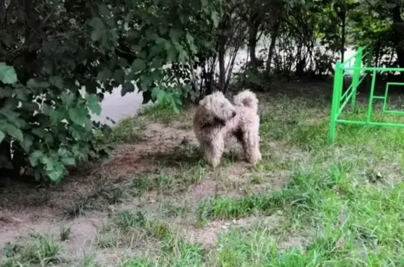 Найдена собака в Серпухове с ошейником