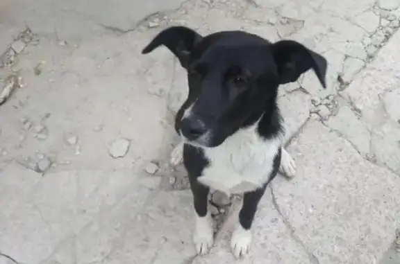 Найдена собака возле Братиславской 17, без ошейника, знает команды