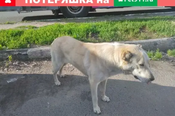 Найдена собака породы алабай в Ногинске