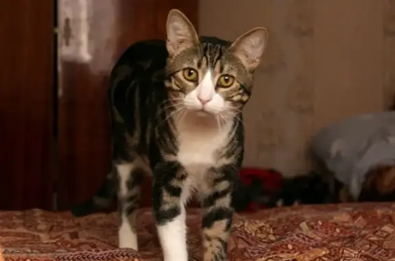 Пропала кошка в посёлке Казачий, Ростовская область