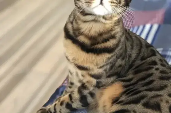 Кошки потеряшки, коттеджный посёлок Подмосковные Вечера, фото: Потеряшка кот Ричард в Первомайском Рогозинено, ищем срочно!