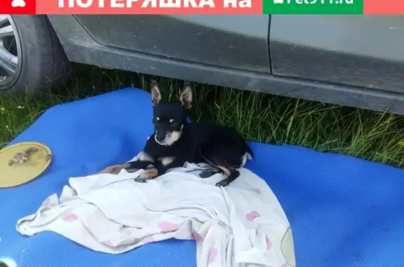 Найдена собака в Хакасии, нужен репост
