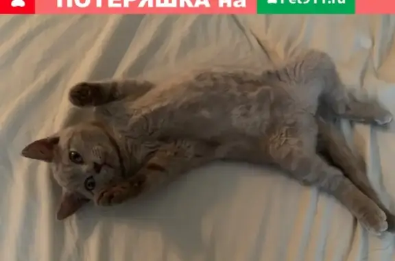 Кошки потеряшки, Санкт-Петербург, фото: Потеряшка кошка в СПб - Николая Рубцова, британская порода