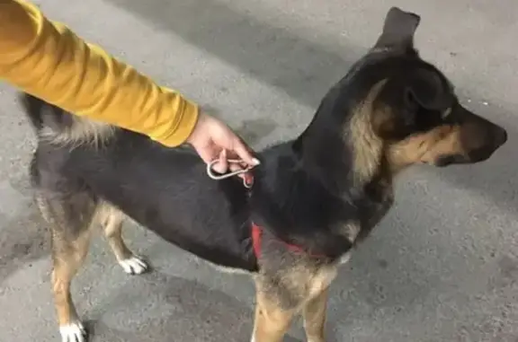 Найдена собака в Усмани на улице Квартальная