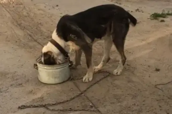 Пропала собака Шах в Пойковском, ХМАО, Россия
