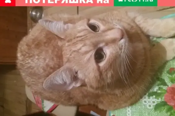 Кошки потеряшки, Москва, фото: Потеряшка кот на Аминьевском шоссе, домашний, рыжий, 13 лет.