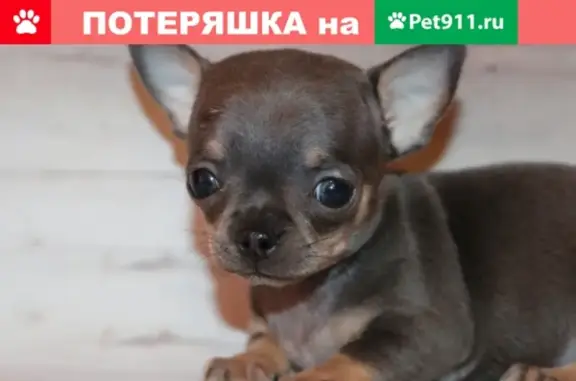 Пропала собака в Черноморском, Крым, Тарханкуте
