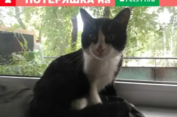 Найден ручной котик на ул. Ясная, Екатеринбург