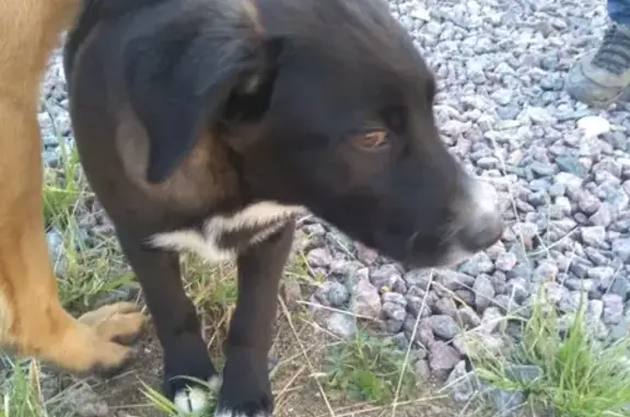 Найден щенок возрастом 3-4 мес. в Хиттолово, СПб