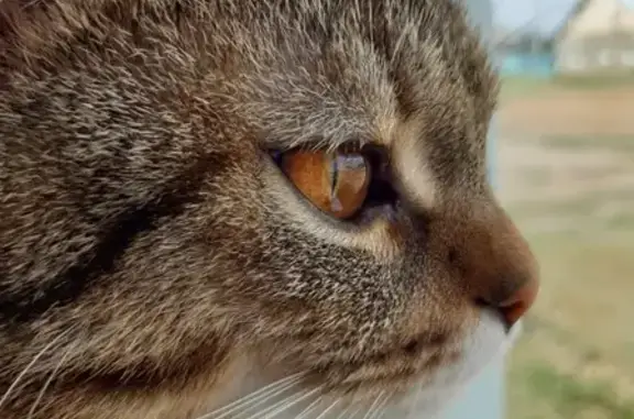 Кошки потеряшки, Акбулак, фото: Потеряшка кот в районе Хлебного переулка, Оренбургская область