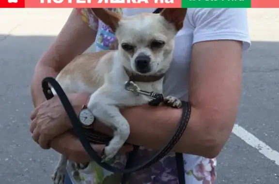 Собака Чихуахуа найдена на рынке Киржач