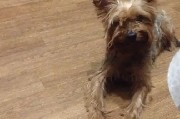 Собаки потеряшки, Кострома, фото: Потеряшка собака Фокс в 1 Давыдовском, Кострома