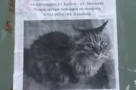 Потерян домашний кот 23.06. (Владимир, Екатеринбург)