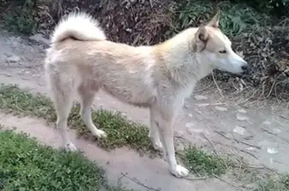 Найдена собака на улице Гремяченская