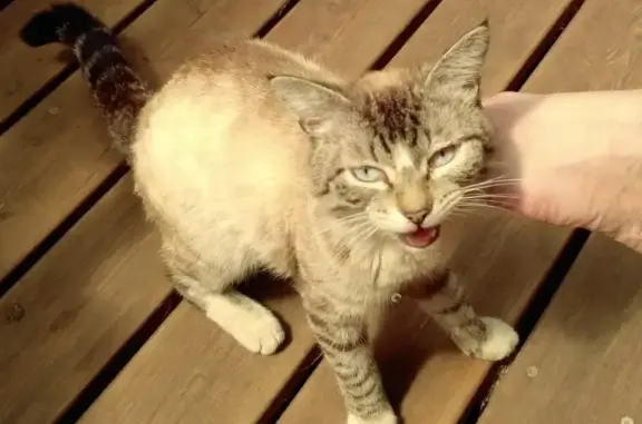 Найден кот в СНТ 7, Краснодар: метис сиамской кошки и обычного серого кота.