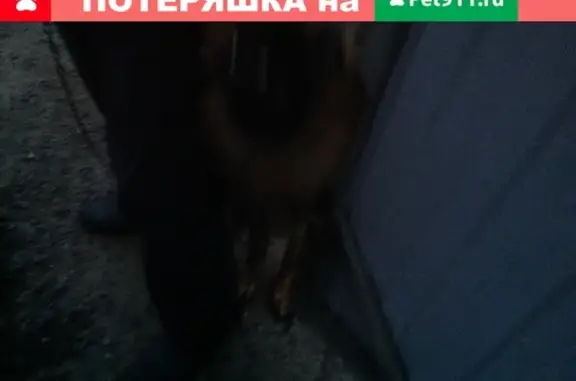 Найдена собака в Тарычево, ищем хозяина