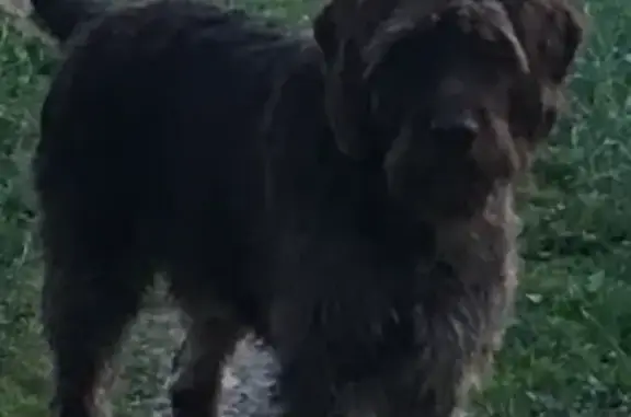 Пропала собака в Терновке, Пенза, ул. Павлика Морозова, 36