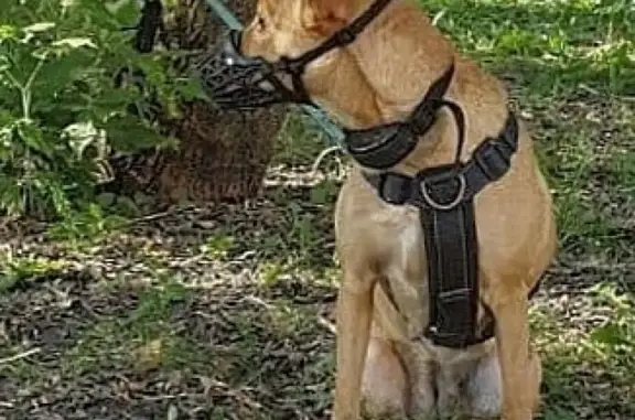 Найдена рыжая собака возле автобусного круга в Медведково