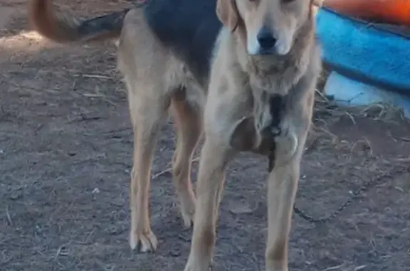 Пропала гончая собака в районе Берёзовского отворота