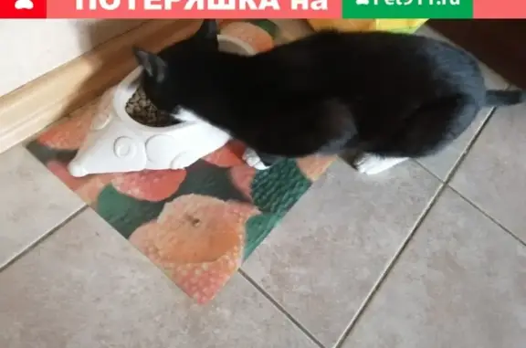 Найдена кошка на Луначарского в Петрозаводске