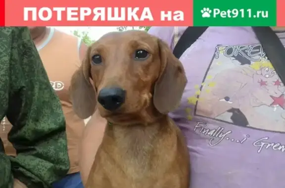 Пропала собака в Волгограде!