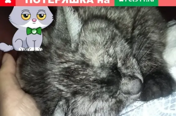 Пропала кошка с купированным хвостом, Николаевский 35