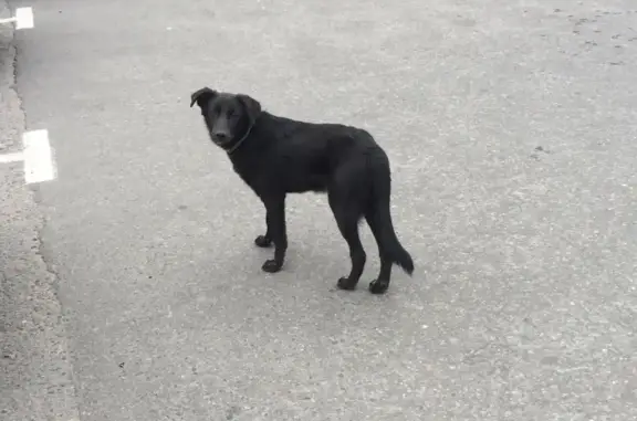 Потерян щенок на парковке Лиги в Химках